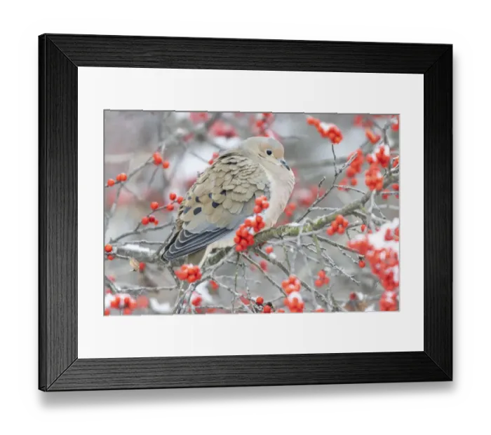 Framed Print : Mourning Dove (Zenaida macroura) in Winterberry (Ilex verticillata) bush, Marion County