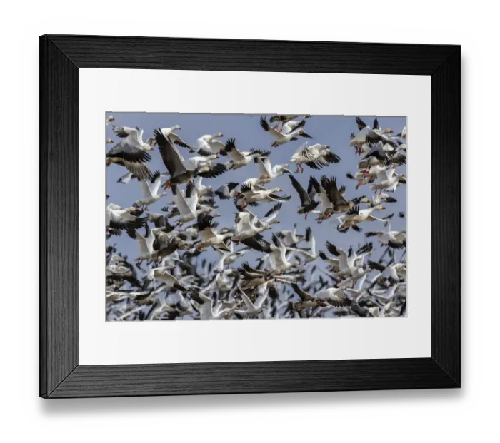 Framed Print : Snow Geese (Anser caerulescens) in flight, Marion County, Illinois Framed Print : Snow Geese (Anser caerulescens) in flight, Marion County, Illinois