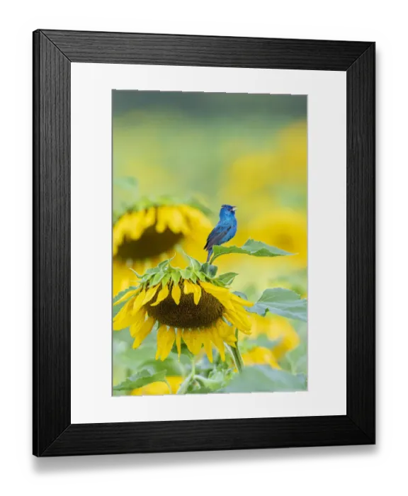Framed Print : Indigo Bunting (Passerina cyanea) male singing on Sunflower Sam Parr State Park Jasper Framed Print : Indigo Bunting (Passerina cyanea) male singing on Sunflower Sam Parr State Park Jasper