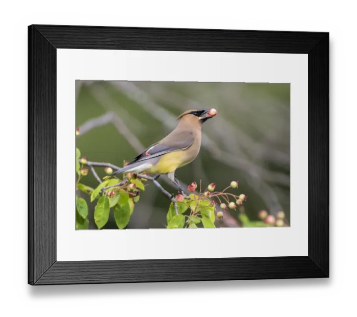 Framed Print : Cedar Waxwing (Bombycilla cedrorum) eating berry in Serviceberry Bush Framed Print : Cedar Waxwing (Bombycilla cedrorum) eating berry in Serviceberry Bush