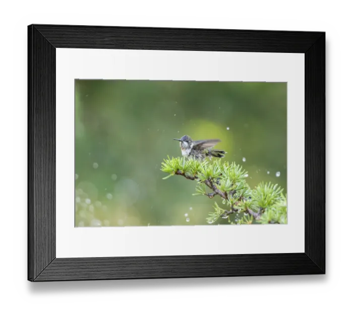 Framed Print : Ruby-throated Hummingbird (Archilochus colubris) bathing in sprinkler, Marion County