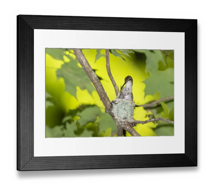 Framed Print : Ruby-throated Hummingbird (Archilochus colubris) female feeding young at nest Framed Print : Ruby-throated Hummingbird (Archilochus colubris) female feeding young at nest