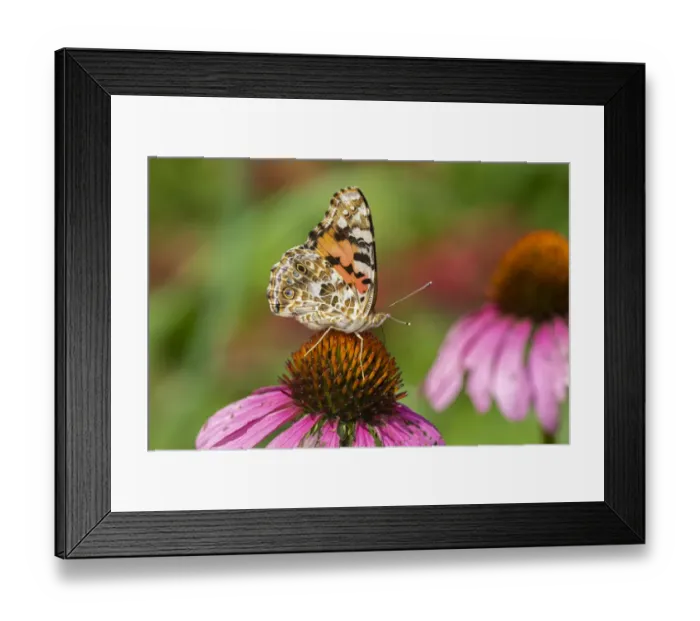 Framed Print : Painted Lady (Vanessa cardui) on Purple Coneflower (Echinacea purpurea), Marion County Framed Print : Painted Lady (Vanessa cardui) on Purple Coneflower (Echinacea purpurea), Marion County