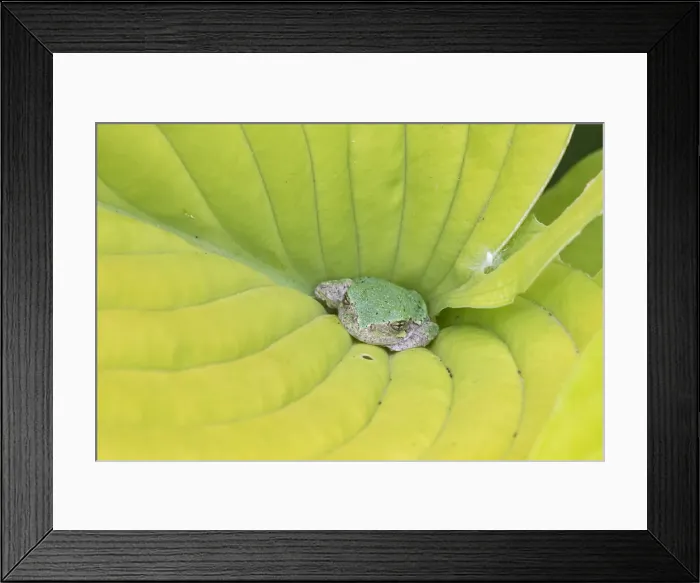 Framed Print : Gray Treefrog (Hyla versicolor) in hosta leaf, Marion County, Illinois Framed Print : Gray Treefrog (Hyla versicolor) in hosta leaf, Marion County, Illinois