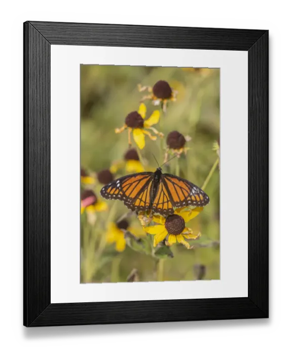 Framed Print : Viceroy (Limenitis arthemis) on Sneezeweed (Helenium sp. ), Effingham County, Illinois Framed Print : Viceroy (Limenitis arthemis) on Sneezeweed (Helenium sp. ), Effingham County, Illinois
