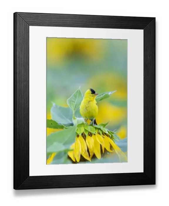 Framed Print : American Goldfinch (Spinus tristis) male on Sunflower Sam Parr St. Pk
