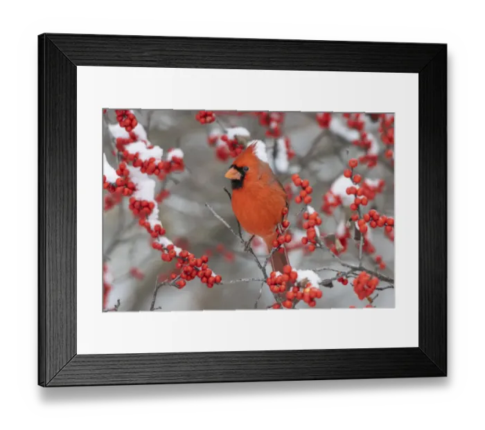 Framed Print : Northern Cardinal (Cardinalis cardinalis ) male in Winterberry bush (Ilex verticillata