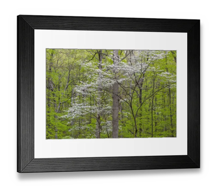 Framed Print : Flowering Dogwood Tree (Cornus florida) in spring Stephen A. Forbes St. Park Framed Print : Flowering Dogwood Tree (Cornus florida) in spring Stephen A. Forbes St. Park