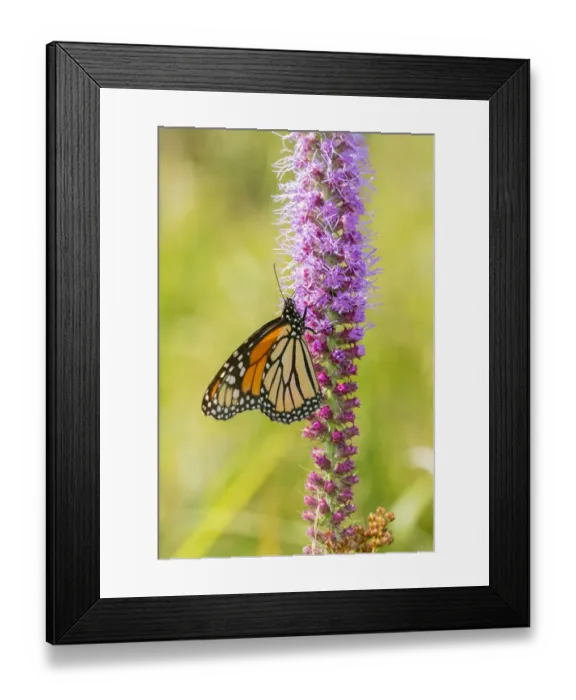 Framed Print : Monarch (Danaus plexippus) on Prairie Blazing Star (Liatris pycnostachya) Clinton County Framed Print : Monarch (Danaus plexippus) on Prairie Blazing Star (Liatris pycnostachya) Clinton County