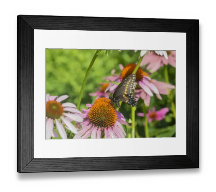 Framed Print : Black Swallowtail (Papilio polyxenes) male on Purple Coneflower (Echinacea purpurea) Framed Print : Black Swallowtail (Papilio polyxenes) male on Purple Coneflower (Echinacea purpurea)