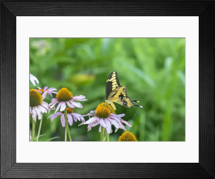 Framed Print : Giant Swallowtail (Papilio cresphontes) on Purple Coneflower (Echinacea purpurea) Framed Print : Giant Swallowtail (Papilio cresphontes) on Purple Coneflower (Echinacea purpurea)