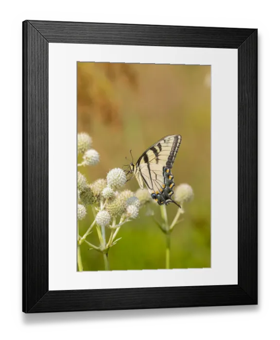 Framed Print : Eastern Tiger Swallowtail (Papilio glaucus) on Rattlesnake Master (Eryngium yuccifolium) Framed Print : Eastern Tiger Swallowtail (Papilio glaucus) on Rattlesnake Master (Eryngium yuccifolium)