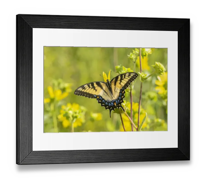 Framed Print : Eastern Tiger Swallowtail (Papilio glaucus) on Rosin Weed (Silphium integrifolium)