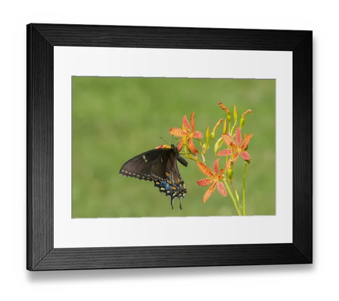 Framed Print : Eastern Tiger Swallowtail (Papilio glaucus) female on Blackberry Lily