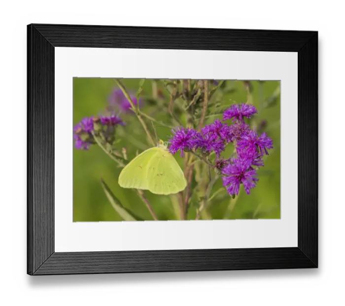 Framed Print : Cloudless Sulphur (Phoebis sennae) on Missouri Ironweed (Veronia missurica)