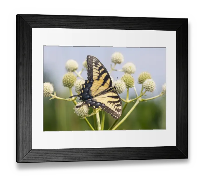 Framed Print : Eastern Tiger Swallowtail (Papilio glaucus) on Rattlesnake Master (Eryngium yuccifolium) Framed Print : Eastern Tiger Swallowtail (Papilio glaucus) on Rattlesnake Master (Eryngium yuccifolium)
