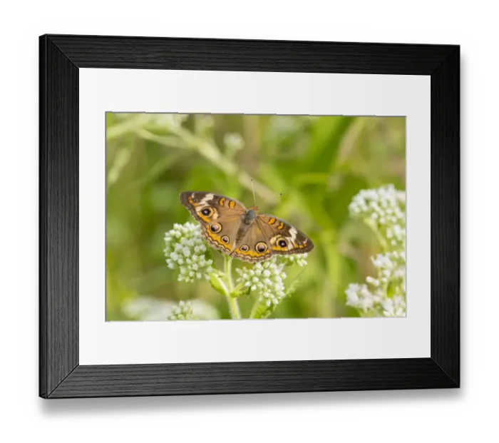 Framed Print : Common Buckeye (Junonia coenia) on Common Boneset (Eupatorium perfoliatum), Marion County Framed Print : Common Buckeye (Junonia coenia) on Common Boneset (Eupatorium perfoliatum), Marion County