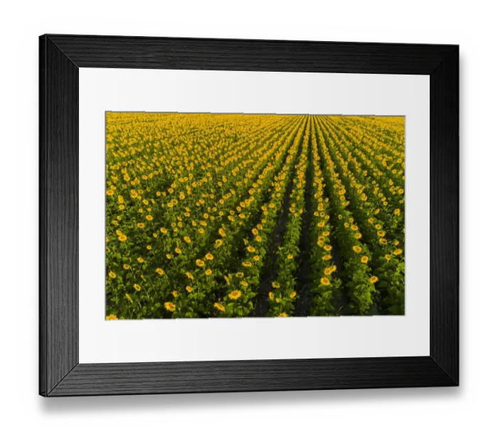 Framed Print : Aerial view of sunflower field Sam Parr State Park Jasper County, Illinois Framed Print : Aerial view of sunflower field Sam Parr State Park Jasper County, Illinois