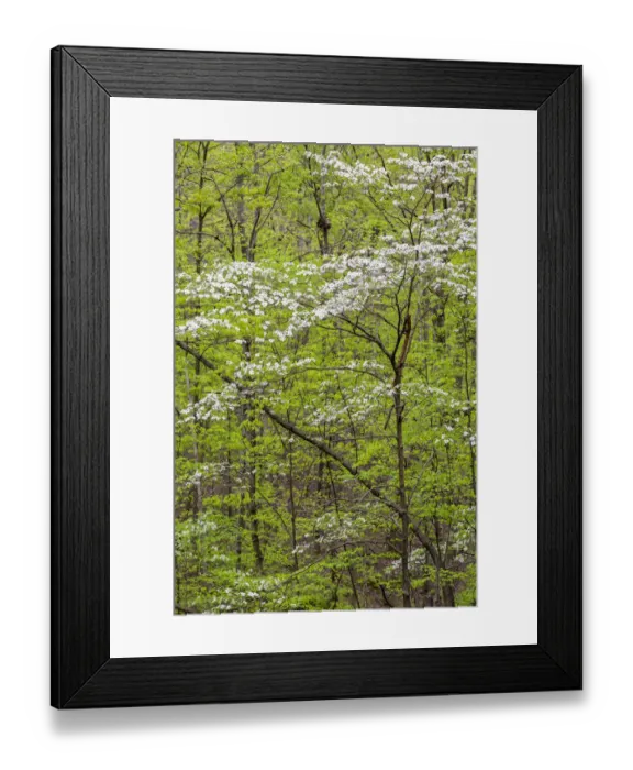 Framed Print : Flowering Dogwood Tree (Cornus florida) in spring Stephen A Framed Print : Flowering Dogwood Tree (Cornus florida) in spring Stephen A