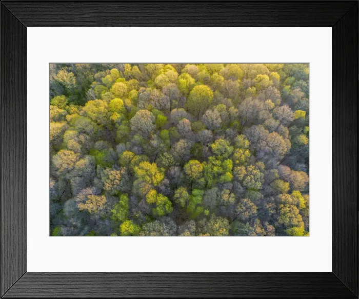 Framed Print : Aerial view of forest in spring, Marion County, Illinois
