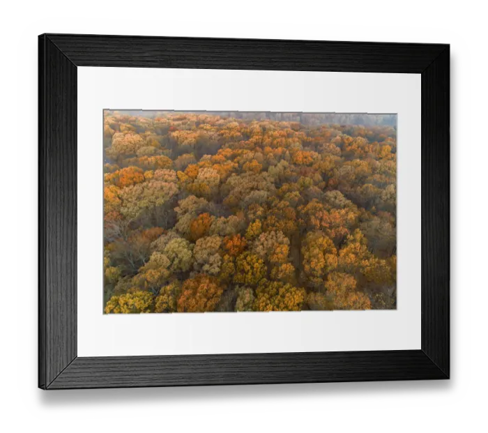 Framed Print : Aerial View of fall Color at sunrise, Marion County, Illinois Framed Print : Aerial View of fall Color at sunrise, Marion County, Illinois