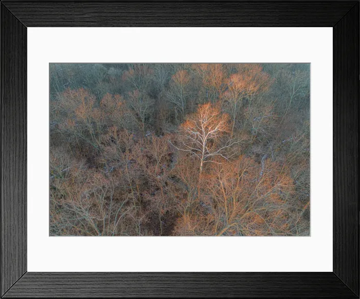 Framed Print : Aerial view of lone Sycamore tree in winter woods, Marion County, Illinois Framed Print : Aerial view of lone Sycamore tree in winter woods, Marion County, Illinois