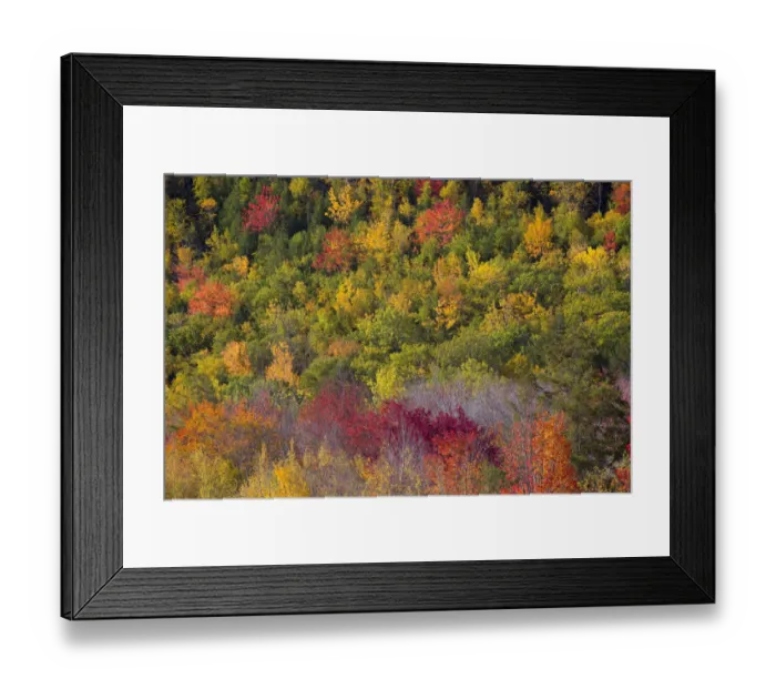 Framed Print : USA, Maine. Fall foliage in Acadia National Park