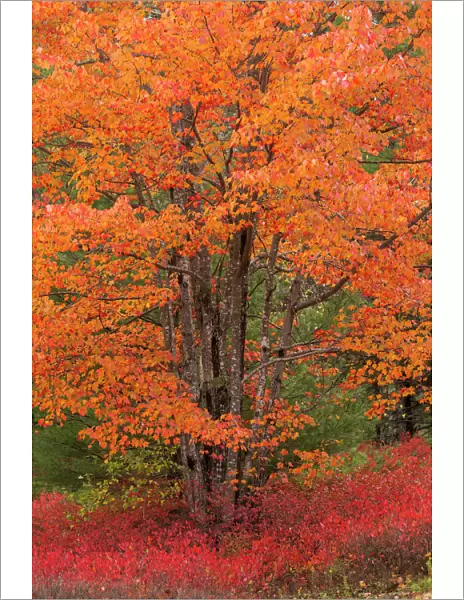 USA, Maine. Autumn tree with Red blueberry bushes in Acadia National Park