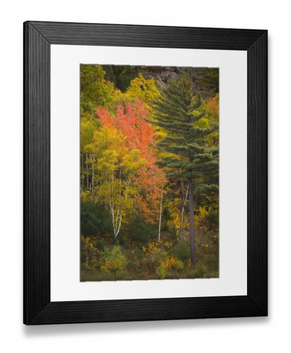 Framed Print : USA, Maine. Fall foliage in Acadia National Park Framed Print : USA, Maine. Fall foliage in Acadia National Park