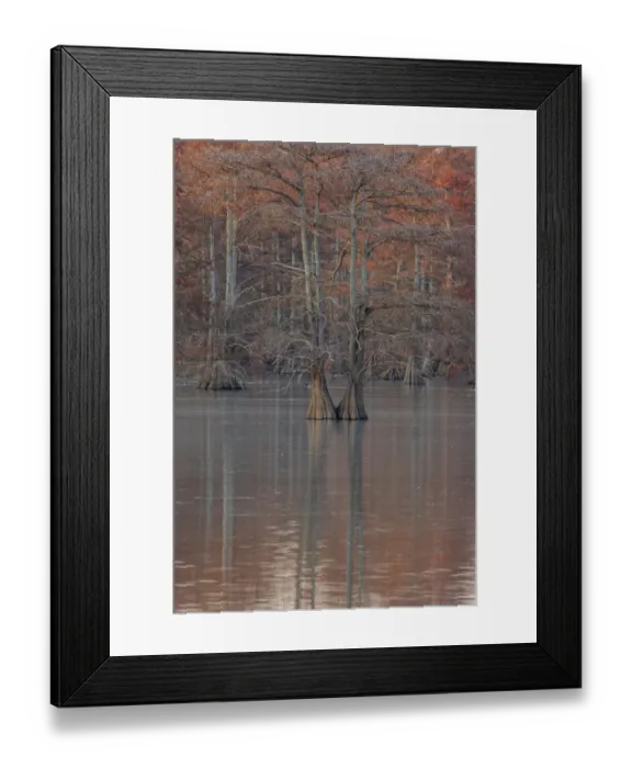 Framed Print : Cypress trees in fall Horseshoe Lake State Fish and Wildlife Area, Alexander County Framed Print : Cypress trees in fall Horseshoe Lake State Fish and Wildlife Area, Alexander County