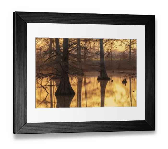Framed Print : Cypress trees at sunset in fall Horseshoe Lake State Fish and Wildlife Area Framed Print : Cypress trees at sunset in fall Horseshoe Lake State Fish and Wildlife Area