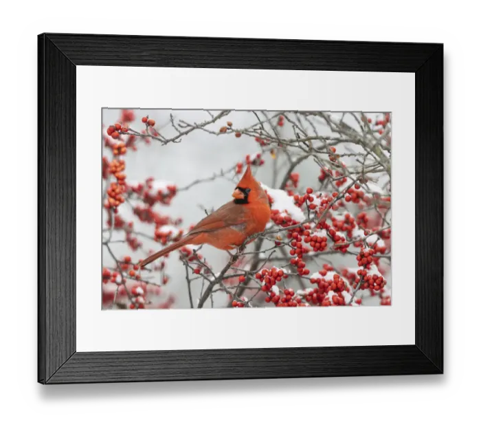 Framed Print : Northern Cardinal (Cardinalis cardinalis) male in Winterberry bush (Ilex verticillata Framed Print : Northern Cardinal (Cardinalis cardinalis) male in Winterberry bush (Ilex verticillata