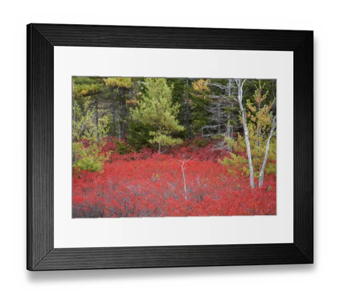 Framed Print : USA, Maine. Red blueberry bushes in Acadia National Park Framed Print : USA, Maine. Red blueberry bushes in Acadia National Park