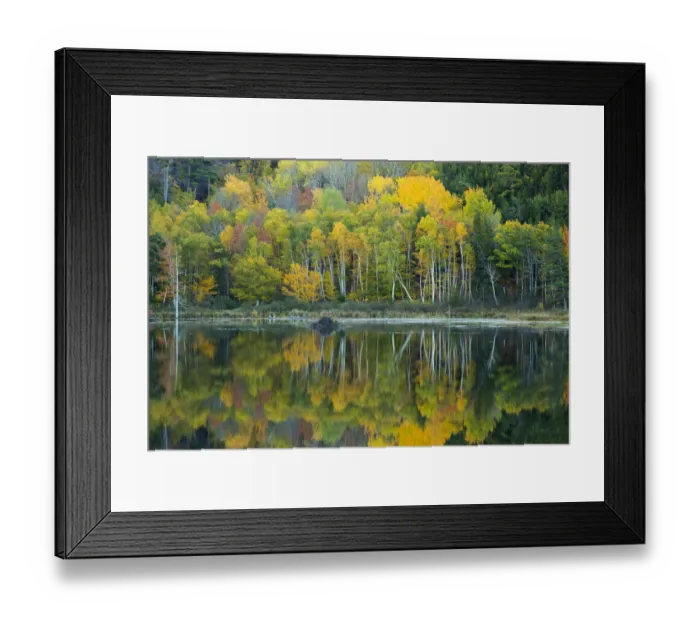 Framed Print : USA, Maine. Reflections at Beaver Dam Pond in Acadia National Park Framed Print : USA, Maine. Reflections at Beaver Dam Pond in Acadia National Park