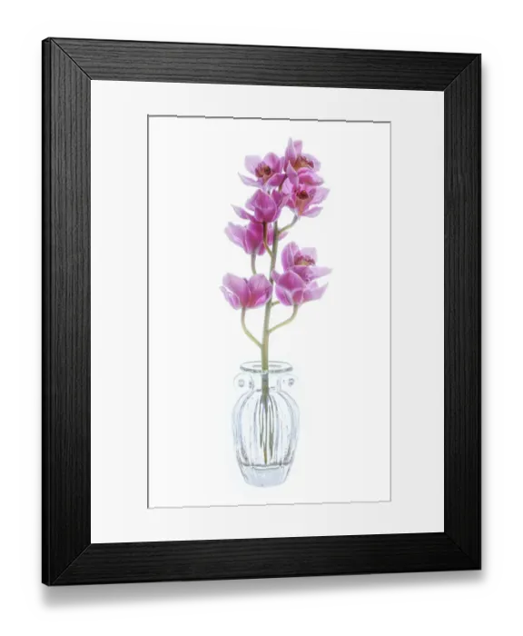 Framed Print : USA, Maryland, Bethesda. Flowers