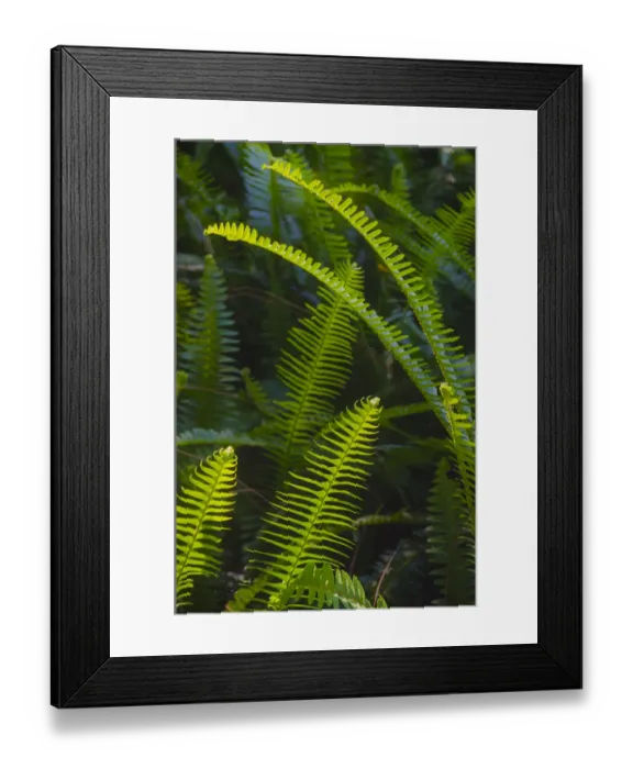 Framed Print : Florida, Ferns Framed Print : Florida, Ferns
