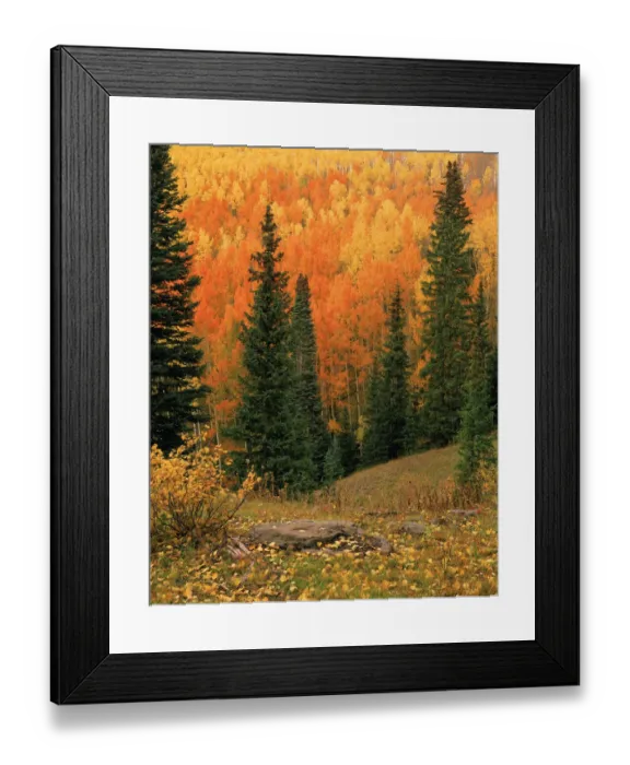 Framed Print : Hillside of Fall color, orange and gold Aspen trees in the Colorado Rocky Mountains Framed Print : Hillside of Fall color, orange and gold Aspen trees in the Colorado Rocky Mountains