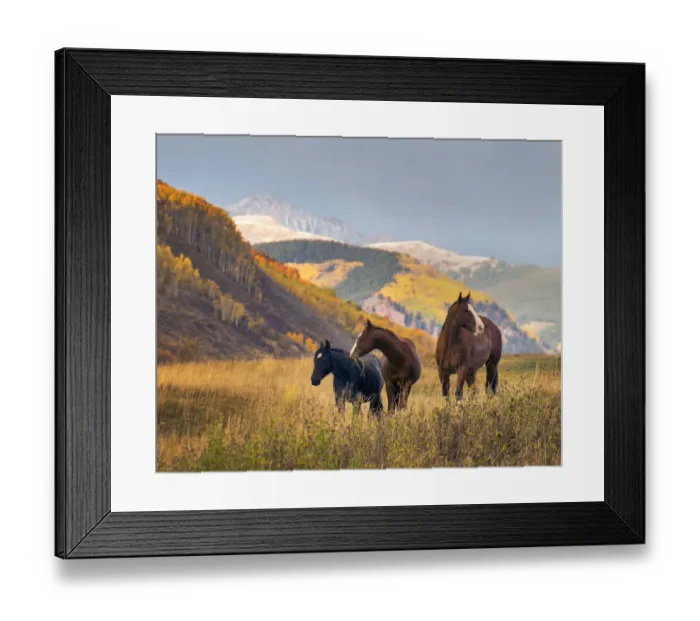 Framed Print : Horses grazing in the Fall in the Rocky Mountains near Crested Butte Framed Print : Horses grazing in the Fall in the Rocky Mountains near Crested Butte