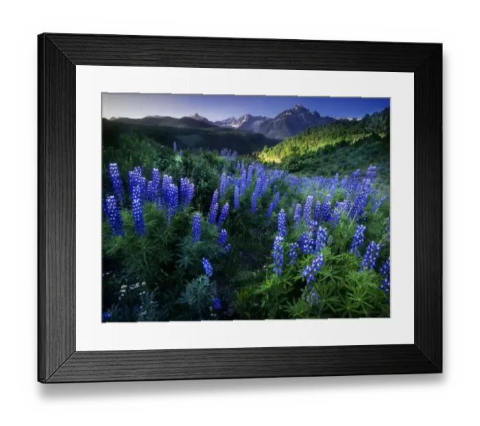 Framed Print : Lupine on Dallas divide with distant my snaffles near Telluride in the Colorado Rocky