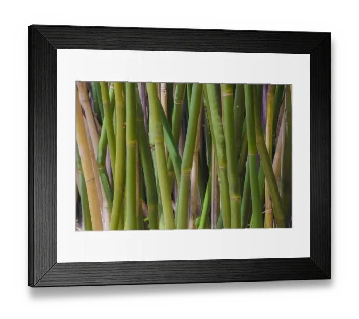 Framed Print : Florida, Bamboo Grove Trunks Framed Print : Florida, Bamboo Grove Trunks