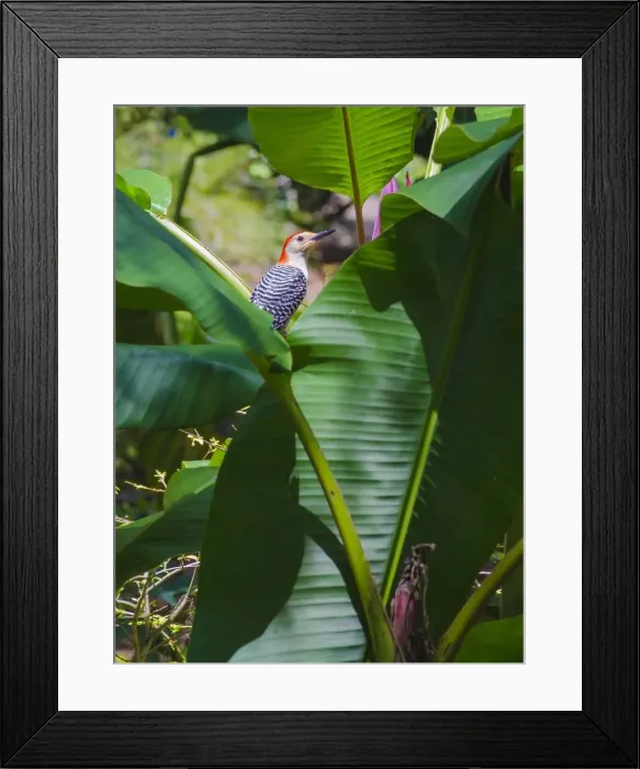 Framed Print : Florida, Woodpecker among Banana Leaves Framed Print : Florida, Woodpecker among Banana Leaves