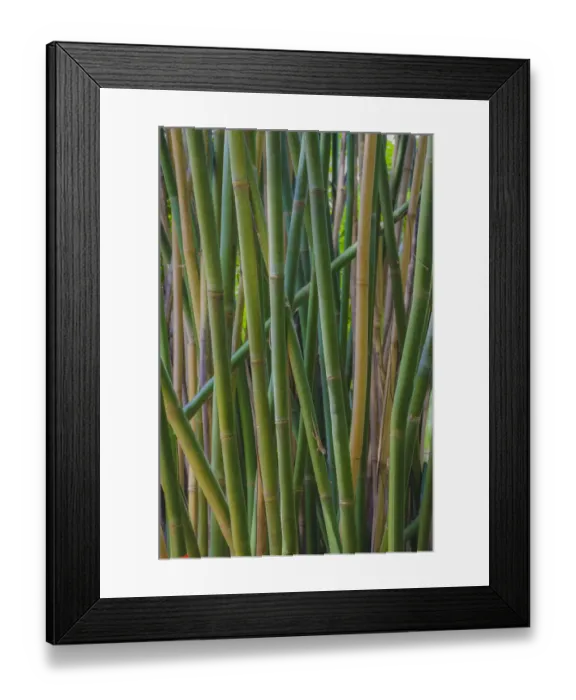 Framed Print : Florida, Bamboo Grove Trunks Framed Print : Florida, Bamboo Grove Trunks