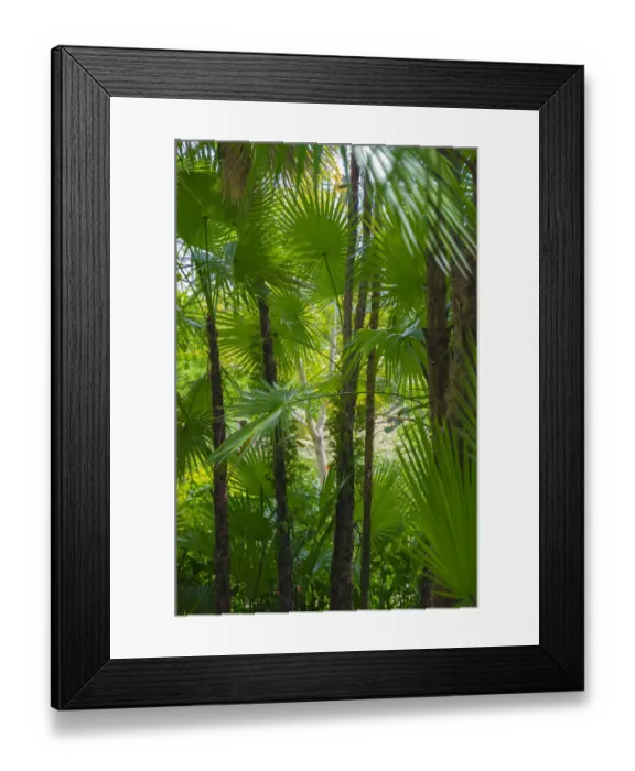 Framed Print : Florida, Tropical Garden Palms