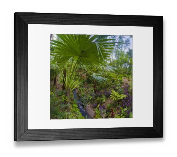 Framed Print : Florida, Tropical Garden with Palm Frond