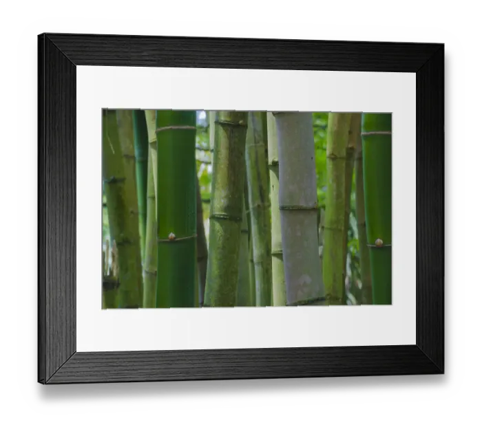 Framed Print : Florida, Bamboo Grove Trunks
