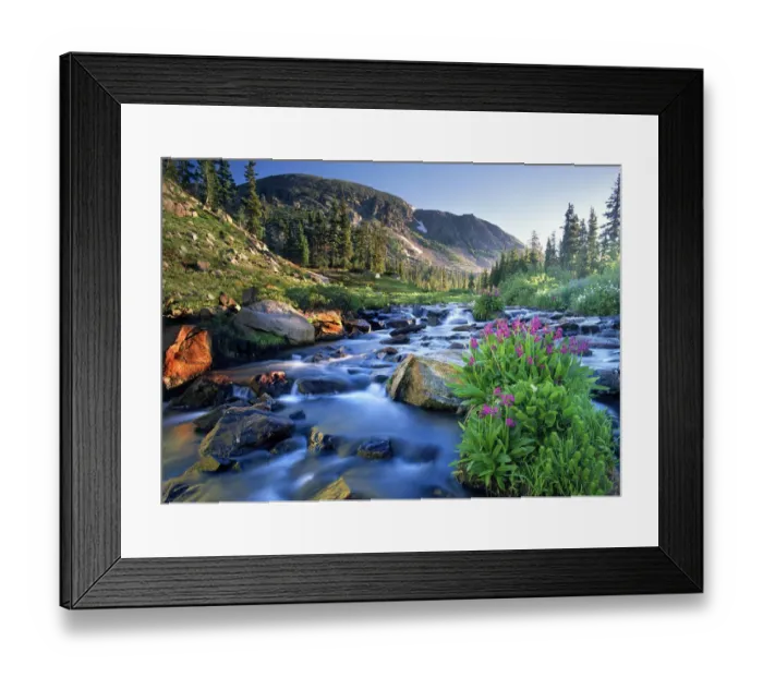 Framed Print : Fresh Rocky Mountain spring runoff cascades past wildflowers in bloom in the Colorado Framed Print : Fresh Rocky Mountain spring runoff cascades past wildflowers in bloom in the Colorado