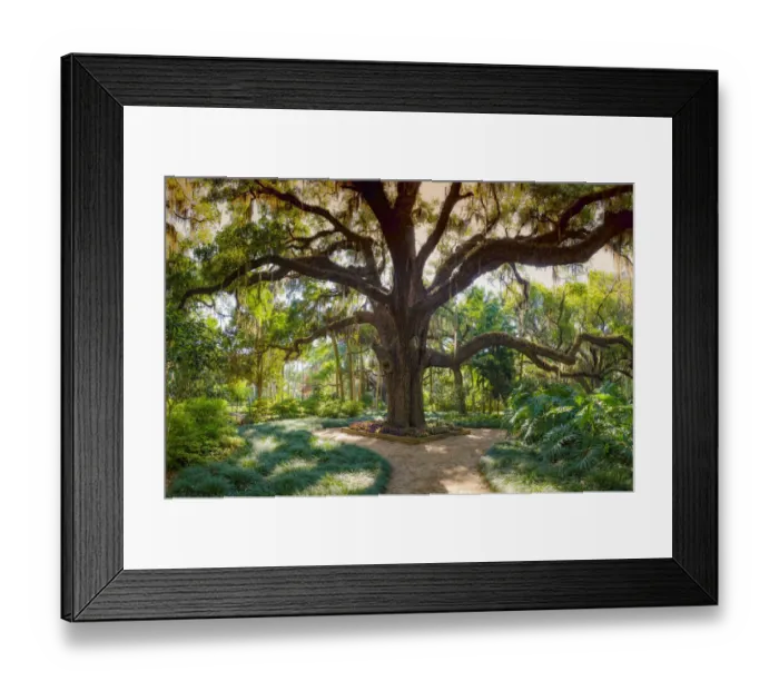 Framed Print : Florida Botanical Gardens, Washington Oaks State Park