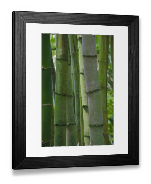 Framed Print : Florida, Bamboo Grove Trunks Framed Print : Florida, Bamboo Grove Trunks