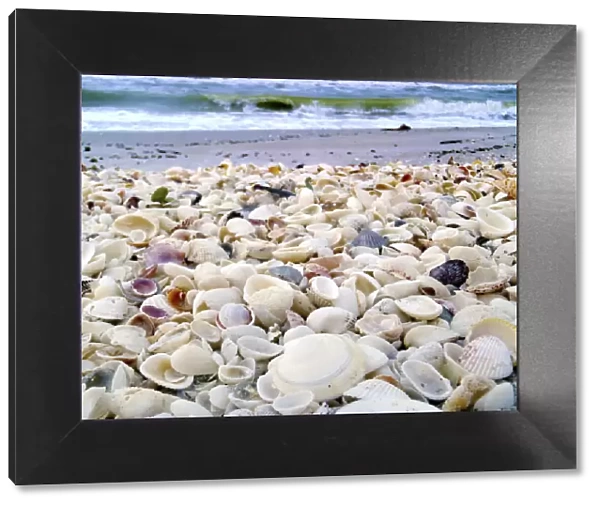 Bounty of Shells on Beaches of Sanibel Island, Florida, USA