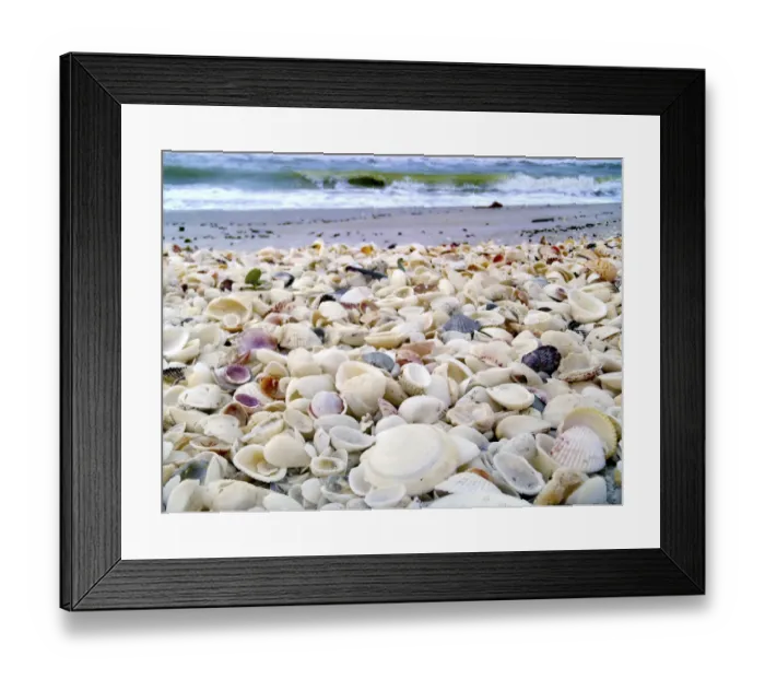 Framed Print : Bounty of Shells on Beaches of Sanibel Island, Florida, USA Framed Print : Bounty of Shells on Beaches of Sanibel Island, Florida, USA